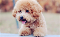泰迪犬这5种个人行为,实际上是在对你说,它需要的协助