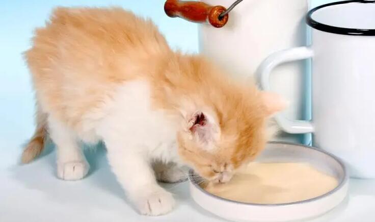 刚生完猫咪的母猫吃什么 刚生完猫咪的母猫吃什么