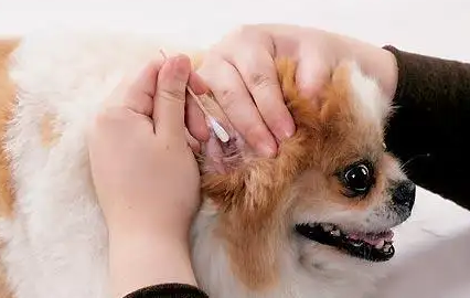 狗耳炎多久能好啊
