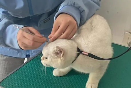 宠物医院出诊费多少