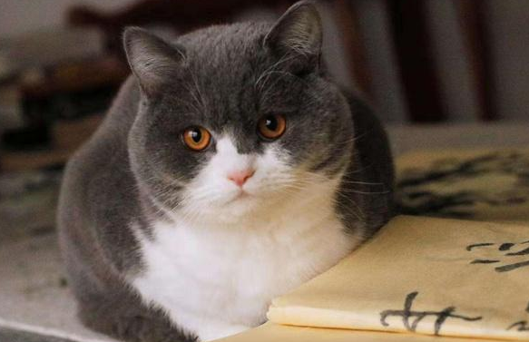 猫咪为什么总配不上呢