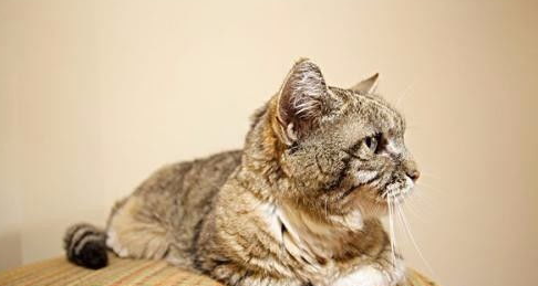 猫咪又吐又拉稀怎么办？猫咪又吐又拉稀怎么办好？