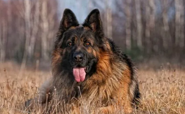 德国牧羊犬的配种年龄和配种时间 德国牧羊犬的配种年龄和配种时间