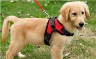 怎么训练狗狗适应牵引绳？如何用牵引绳训练狗狗？