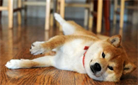 柴犬几个月立耳？柴犬无法立耳的原因有哪些？