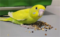 虎皮鹦鹉吃什么食物