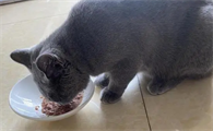 始终如一，打造营养健康美食，毛兀主食汤罐品质如一