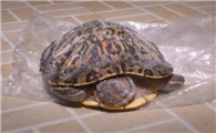 北京给龟看病的宠物医院