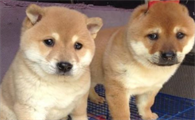 柴犬大便很臭?引起柴犬大便很臭的原因居然这么多!