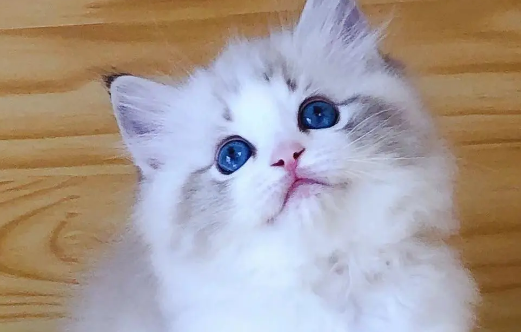 布偶猫不会跳,布偶猫不会跳原来是这个原因 布偶猫不会跳,布偶猫不会跳原来是这个原因