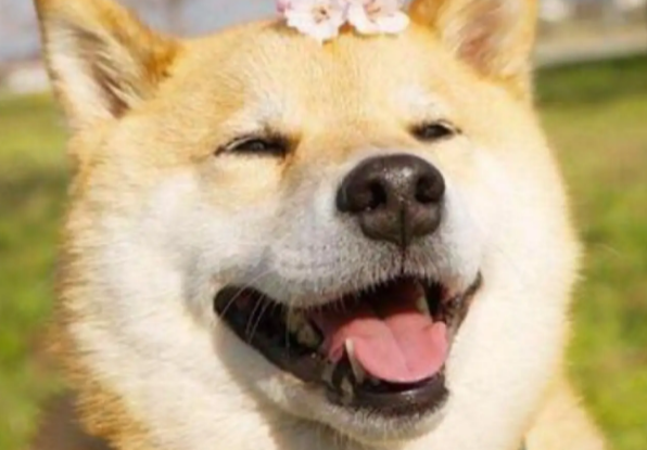 柴犬从几个月适合开始训练?怎样训练柴犬? 柴犬从几个月适合开始训练?怎样训练柴犬?