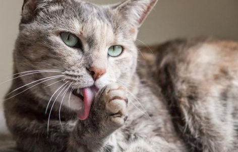 猫咪舔毛都舔秃了怎么办? 猫咪舔毛都舔秃了怎么办?
