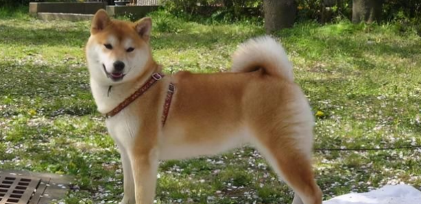 柴犬和土狗的区别 柴犬和土狗的区别