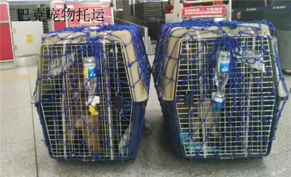 巴克宠物托运收费标准