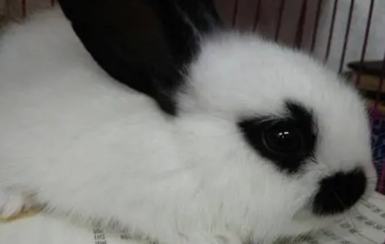 熊猫兔的智商高吗