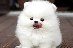 怎么缓解博美犬换牙不舒适？博美犬换牙护理！