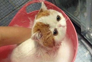 你们说，长毛加菲猫毛打结怎么办？