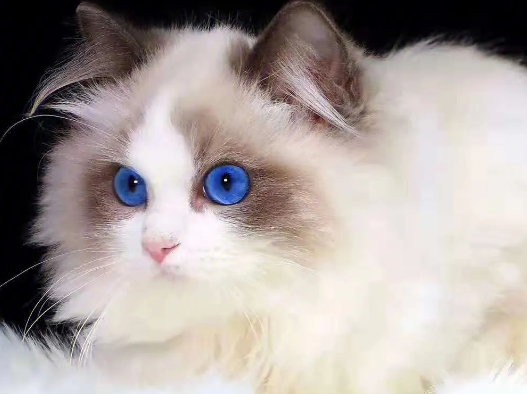 纯血统布偶猫有什么特征？这个特征就足够证明了！