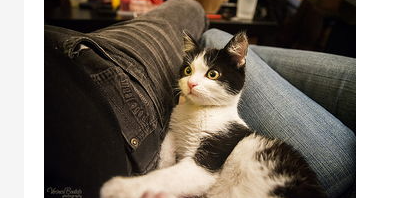猫咪不喝水不尿怎么办?猫咪不喝水了怎么办? 猫咪不喝水不尿怎么办?猫咪不喝水了怎么办?