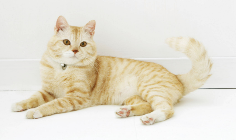 猫肾衰一二三四期怎么区分 猫肾衰一二三四期怎么区分