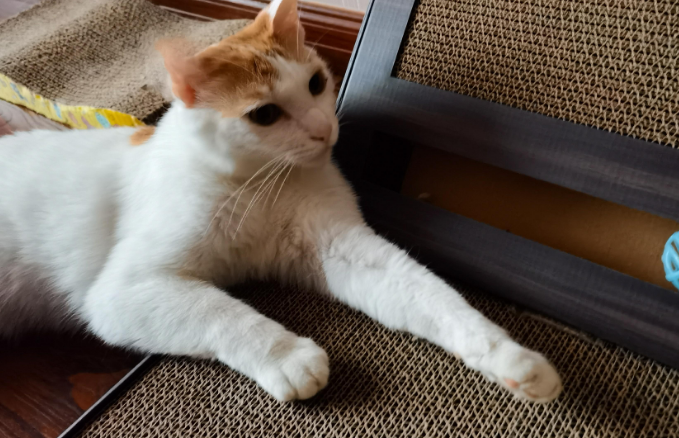 猫咪一直磨爪子怎么回事? 猫咪一直磨爪子怎么回事?