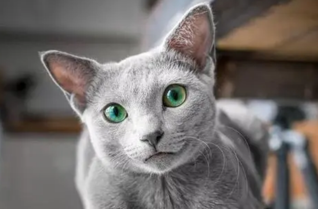俄罗斯蓝猫被制裁 俄罗斯蓝猫被制裁