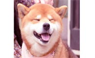 柴犬爱咬东西怎么办？柴犬爱咬东西是怎么回事