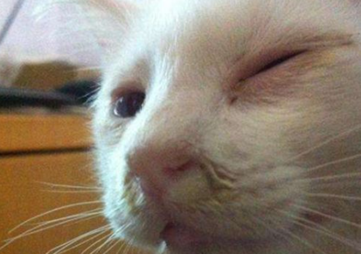 猫眼膜炎怎么办?猫咪眼膜炎用什么眼药水? 猫眼膜炎怎么办?猫咪眼膜炎用什么眼药水?