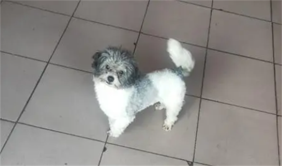 花贵宾泰迪长什么样子啊？