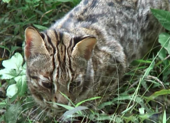深圳一市民捡到“怪猫”，长有豹子的斑纹，眼神凶狠