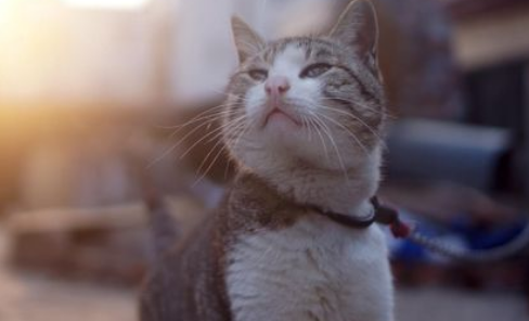猫咪咬人怎么办？别轻视，这个应对方法最有效！