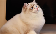 布偶猫养殖室温，养殖布偶猫的最佳温度你知道吗？