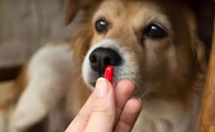 狗狗感冒了能吃驱虫药吗