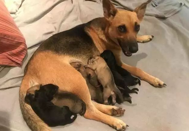 产后母犬的护理要点？主人也要做好充分的了解