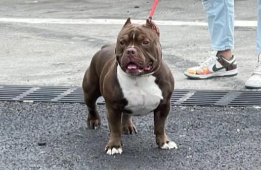 恶霸犬怎么训练拉屎拉尿