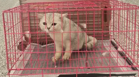 班车能托运宠物吗