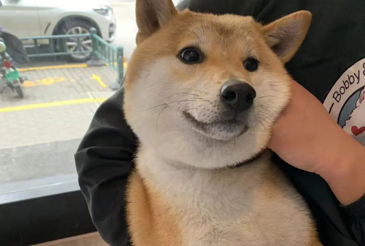 成都可以养柴犬吗?原来禁养的不是柴犬是这个? 成都可以养柴犬吗?原来禁养的不是柴犬是这个?
