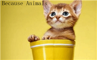 Because Animals宠物益生菌怎么样