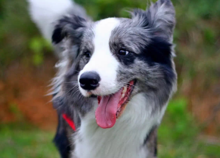 哪里有卖边境牧羊犬的地方