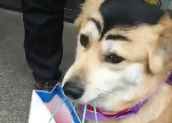 看看别人都是如何给狗狗化妆的这样美美哒你造么？