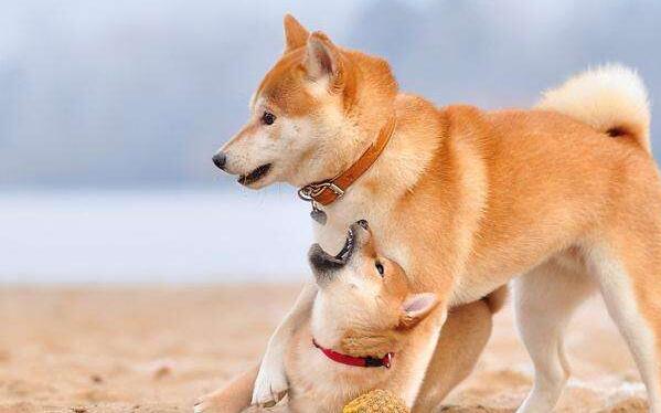 柴犬的优缺点及性格 柴犬的优缺点及性格