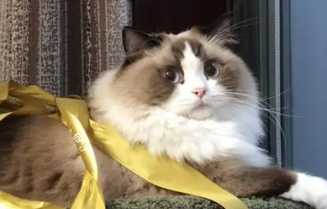 布偶猫会生气吗?原来布偶猫脾气这么好! 布偶猫会生气吗?原来布偶猫脾气这么好!