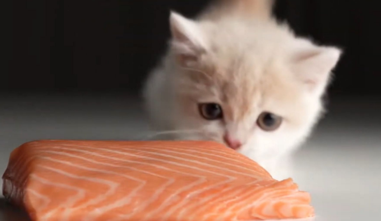 猫护食怎么办?猫护食有什么影响? 猫护食怎么办?猫护食有什么影响?