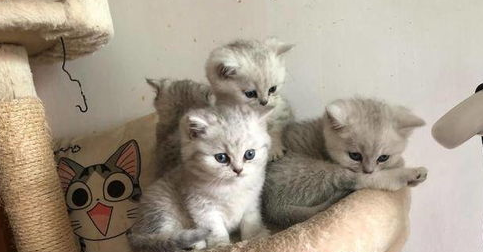猫咪没精神不吃东西怎么办? 猫咪没精神不吃东西怎么办?
