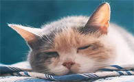 猫咪感冒为什么会复发呢