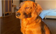 金毛幼犬耳朵小?金毛幼犬耳朵小是怎么回事?