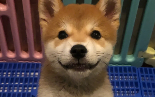 柴犬喜欢咬东西吗?进入磨牙期的狗狗会咬东西! 柴犬喜欢咬东西吗?进入磨牙期的狗狗会咬东西!