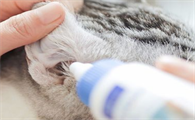 猫咪一般用什么洗耳液比较好?