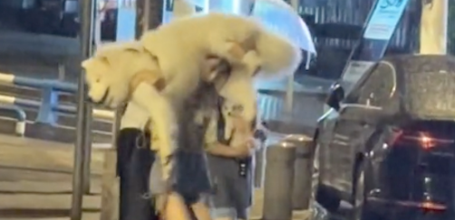 遛狗时突然下起了大雨,女生扛起萨摩耶就跑 遛狗时突然下起了大雨,女生扛起萨摩耶就跑