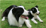 蓝湾牧羊犬哪里能买到
